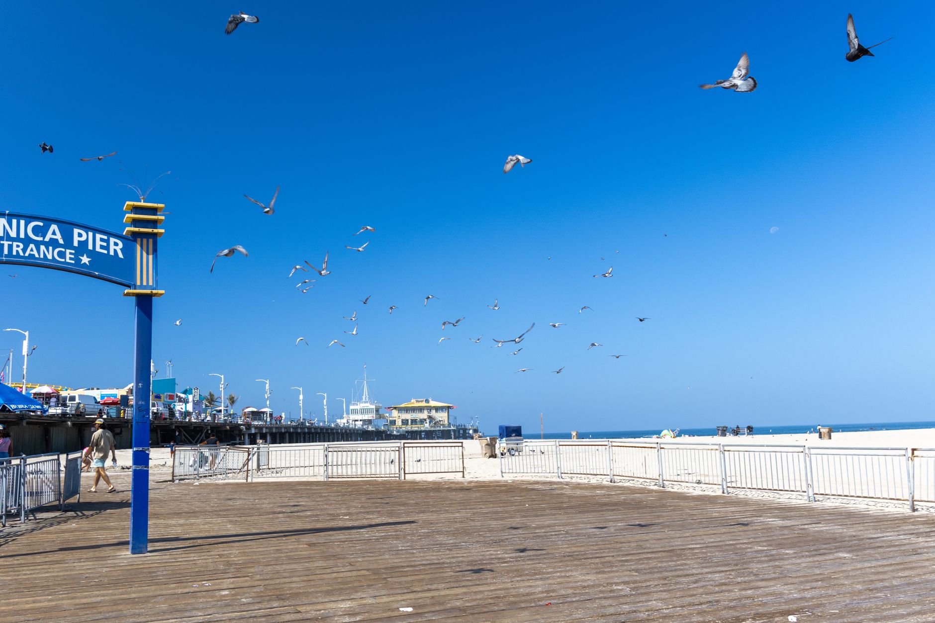 Palm trees and blue sky in Santa Monica, the coastal setting around Reed Park's tennis courts
