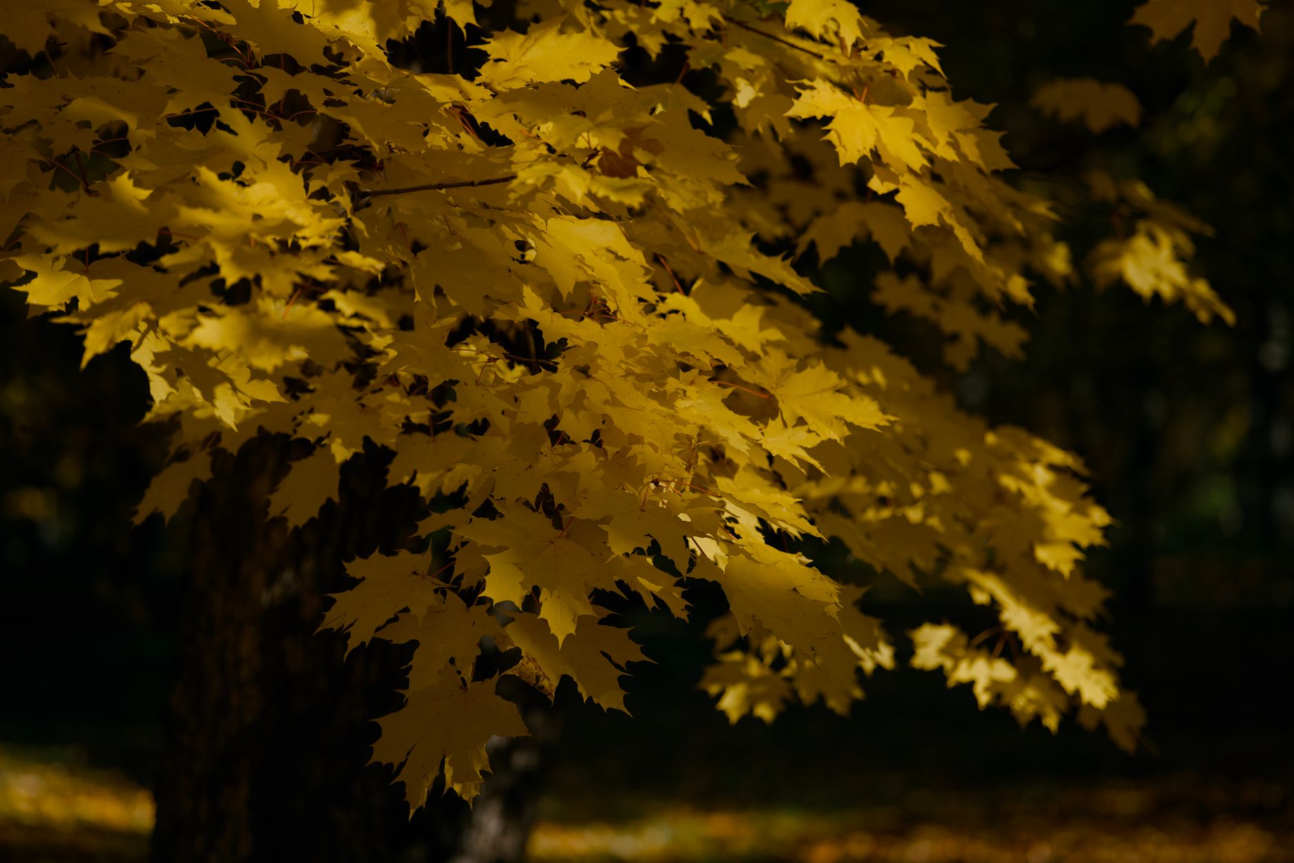 Autumn parkland around Maple in Vaughan, Ontario, near EisaBeygi Tennis Academy's courts