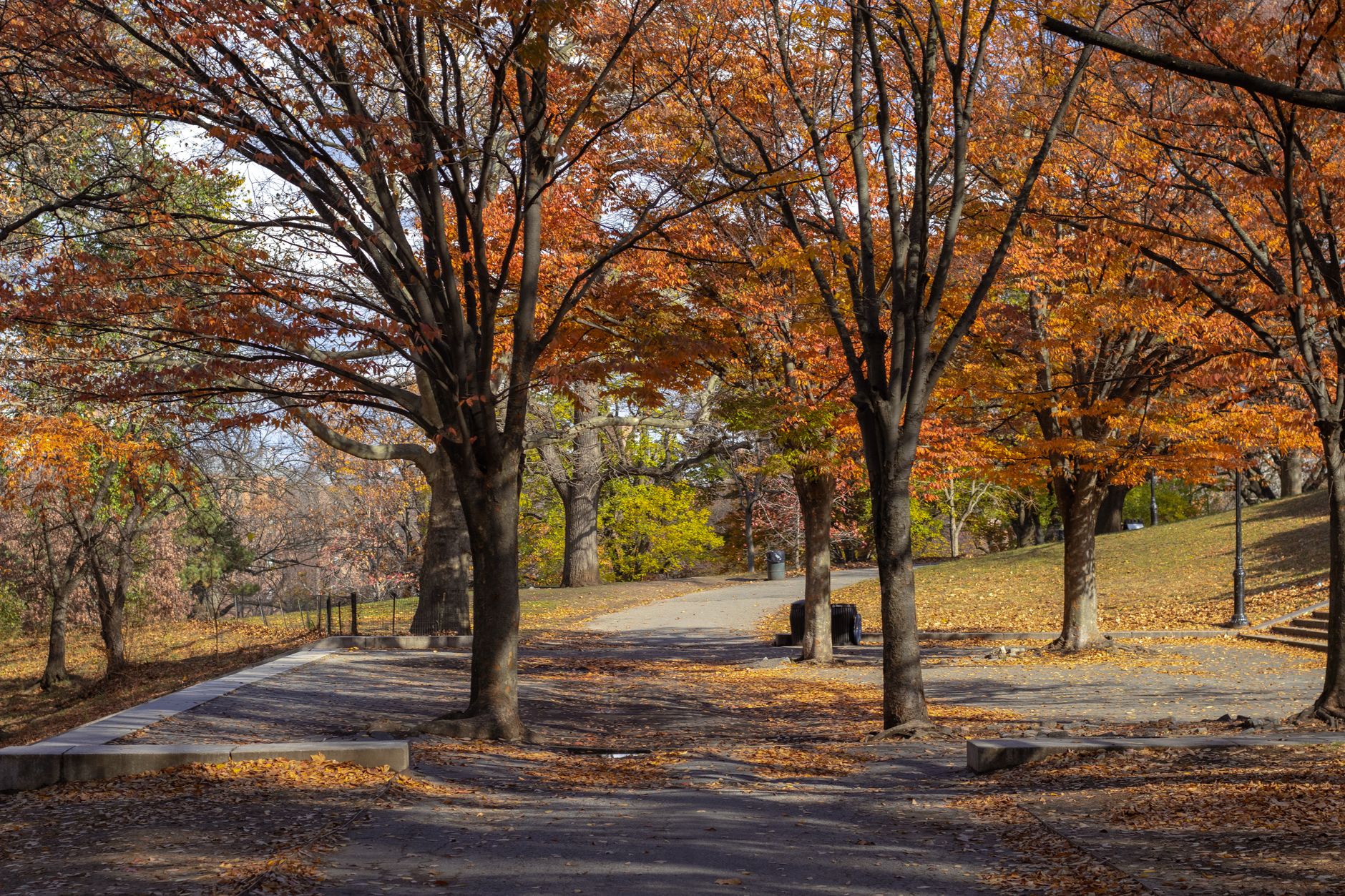 Wooded Riverdale in the northwest Bronx, the leafy setting of The Club of Riverdale