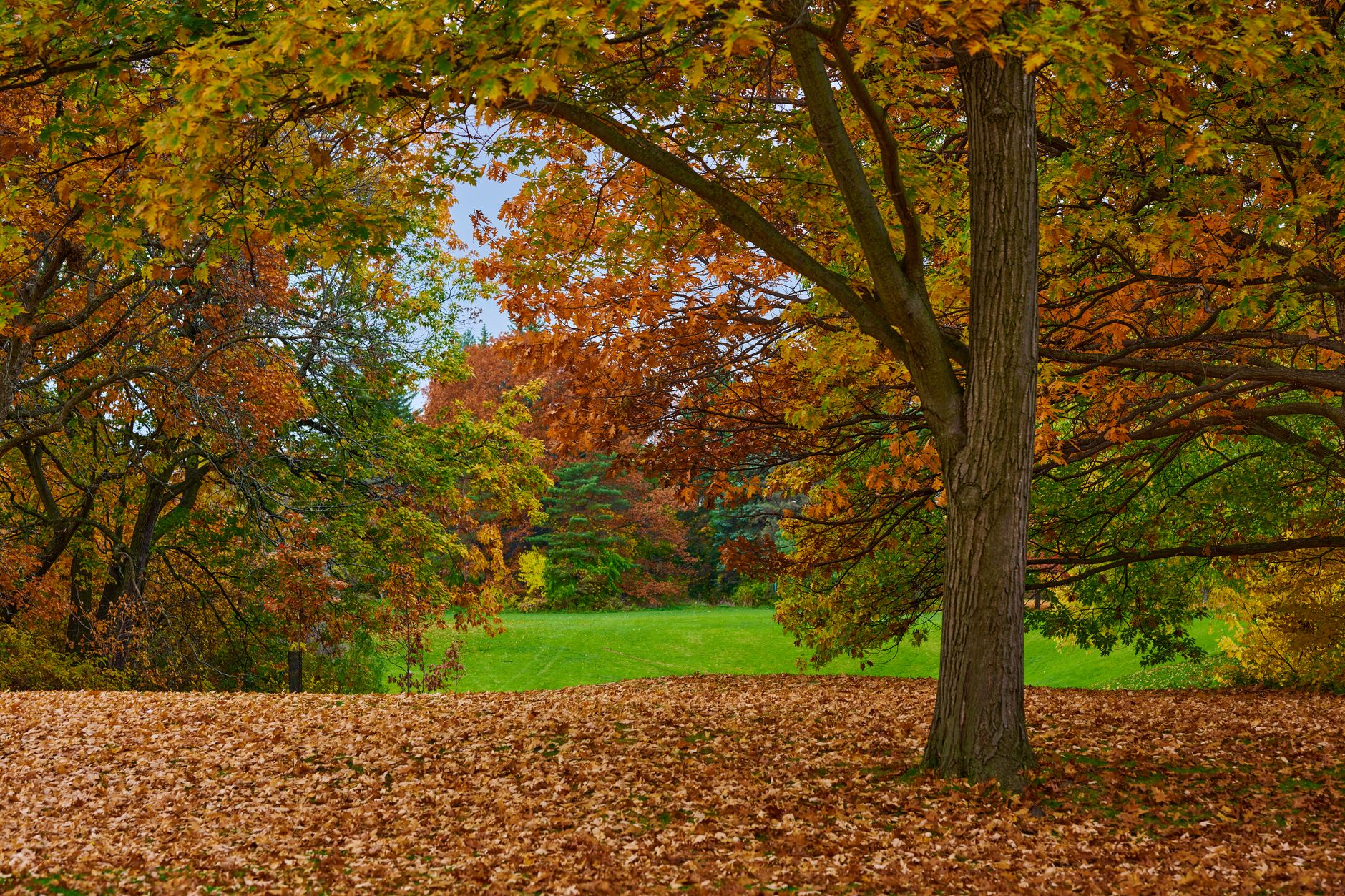 Autumn parkland in Mississauga near the Brookmede Park tennis courts