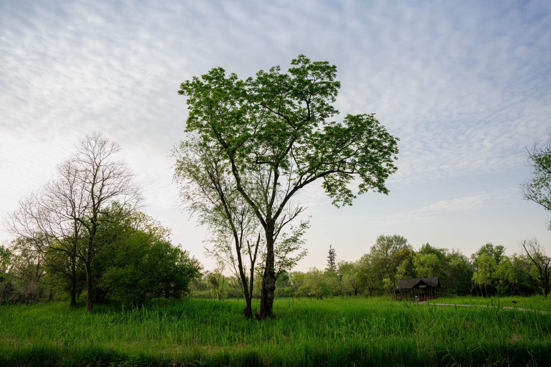 Green parkland in Mississauga near Fairwinds Park's tennis courts