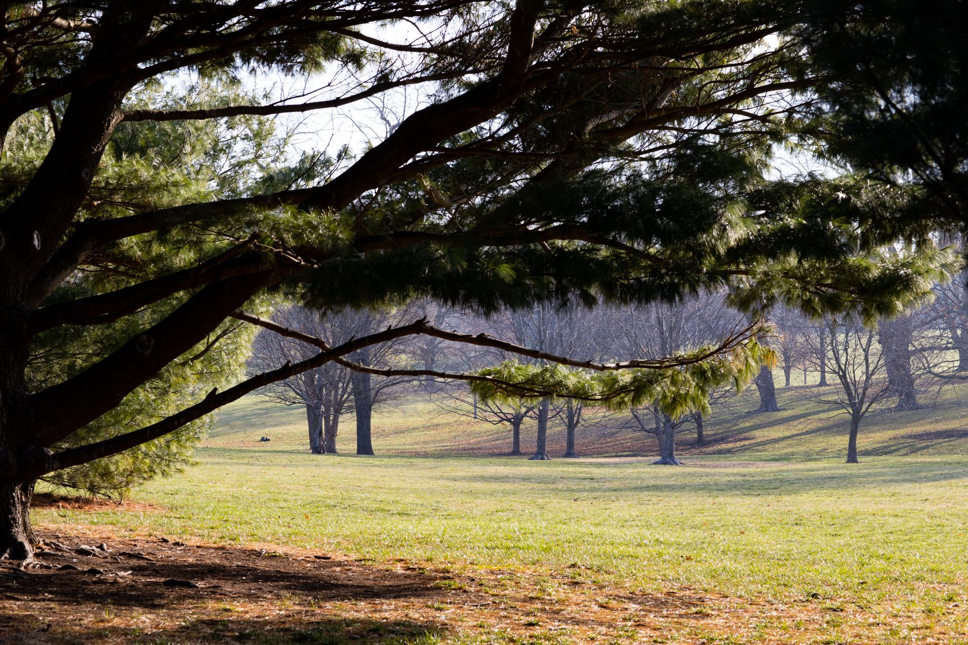 Tree-lined parkland in Richmond Hill near Morgan Boyle Park's tennis courts