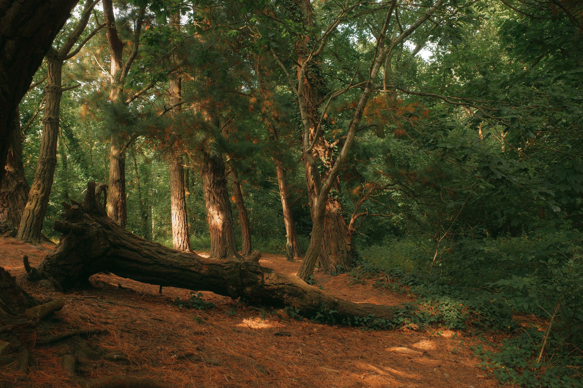 Woodland surrounding the University of Toronto Scarborough campus, the forested setting for its tennis centre