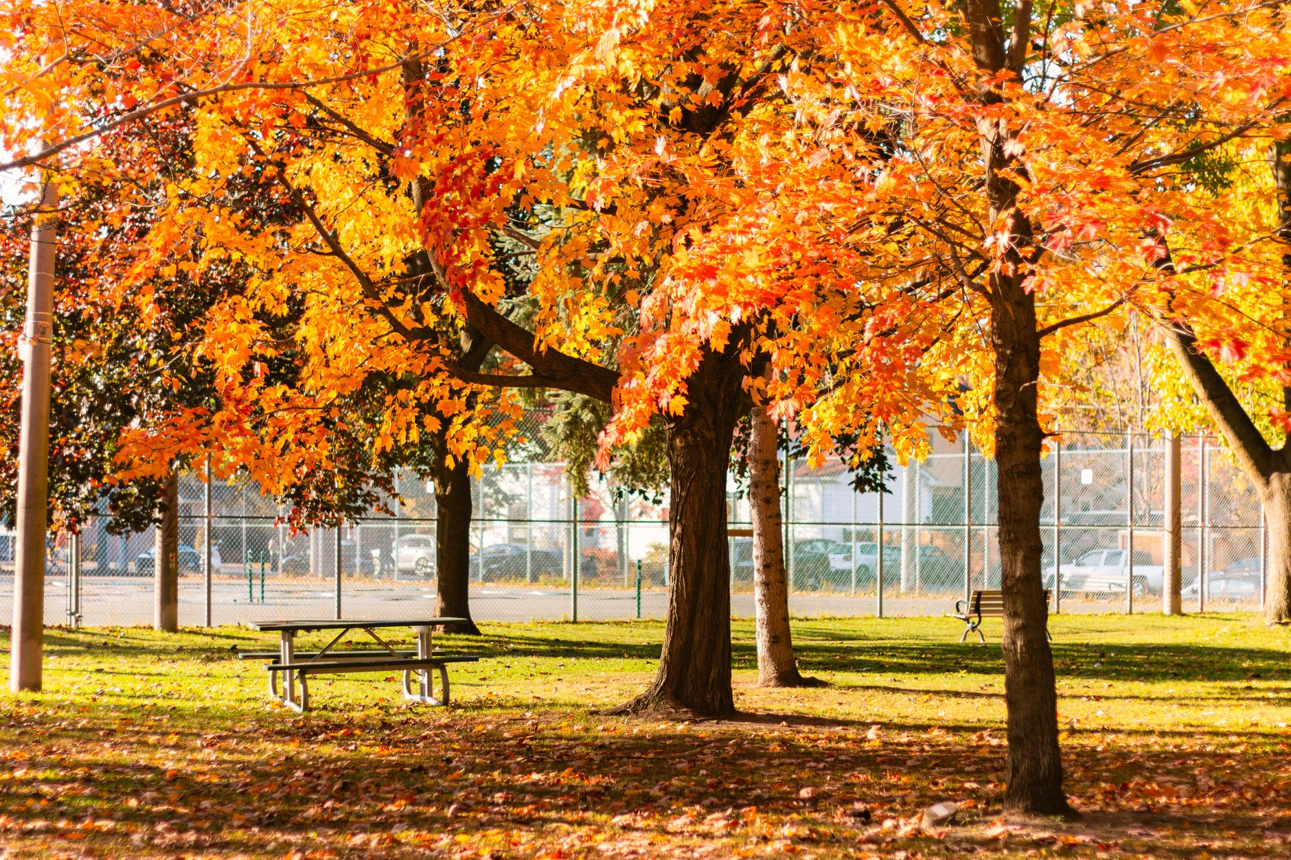 A quiet tennis court shaded by tall mature trees, evoking the leafy Victoria Park setting in Cambridge
