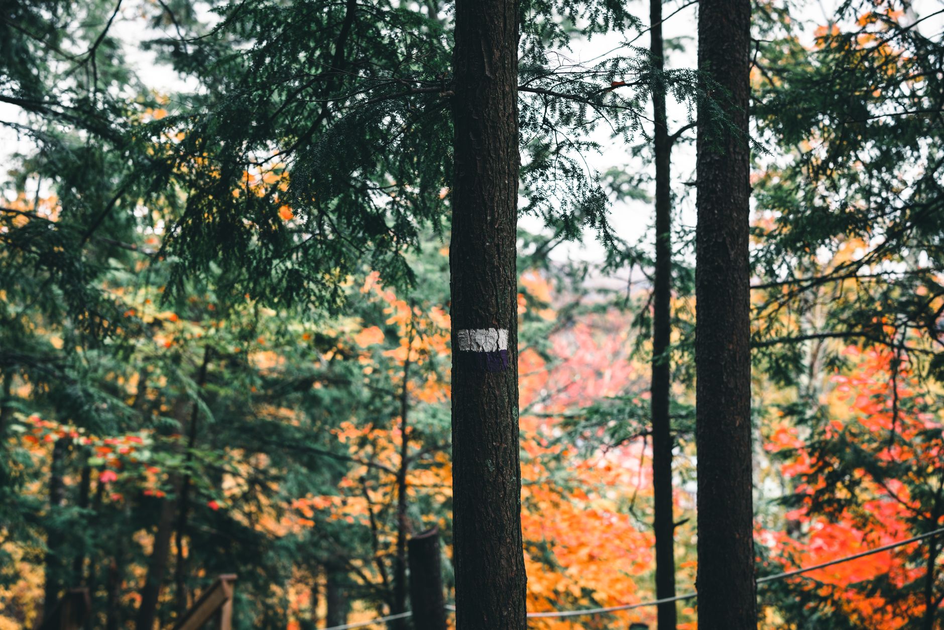 Forest and resort-town setting in Mont-Tremblant, Quebec
