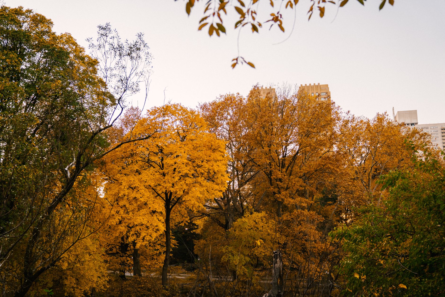 Autumn colour over a quiet North York neighbourhood, the residential setting around Hillcrest Tennis Club