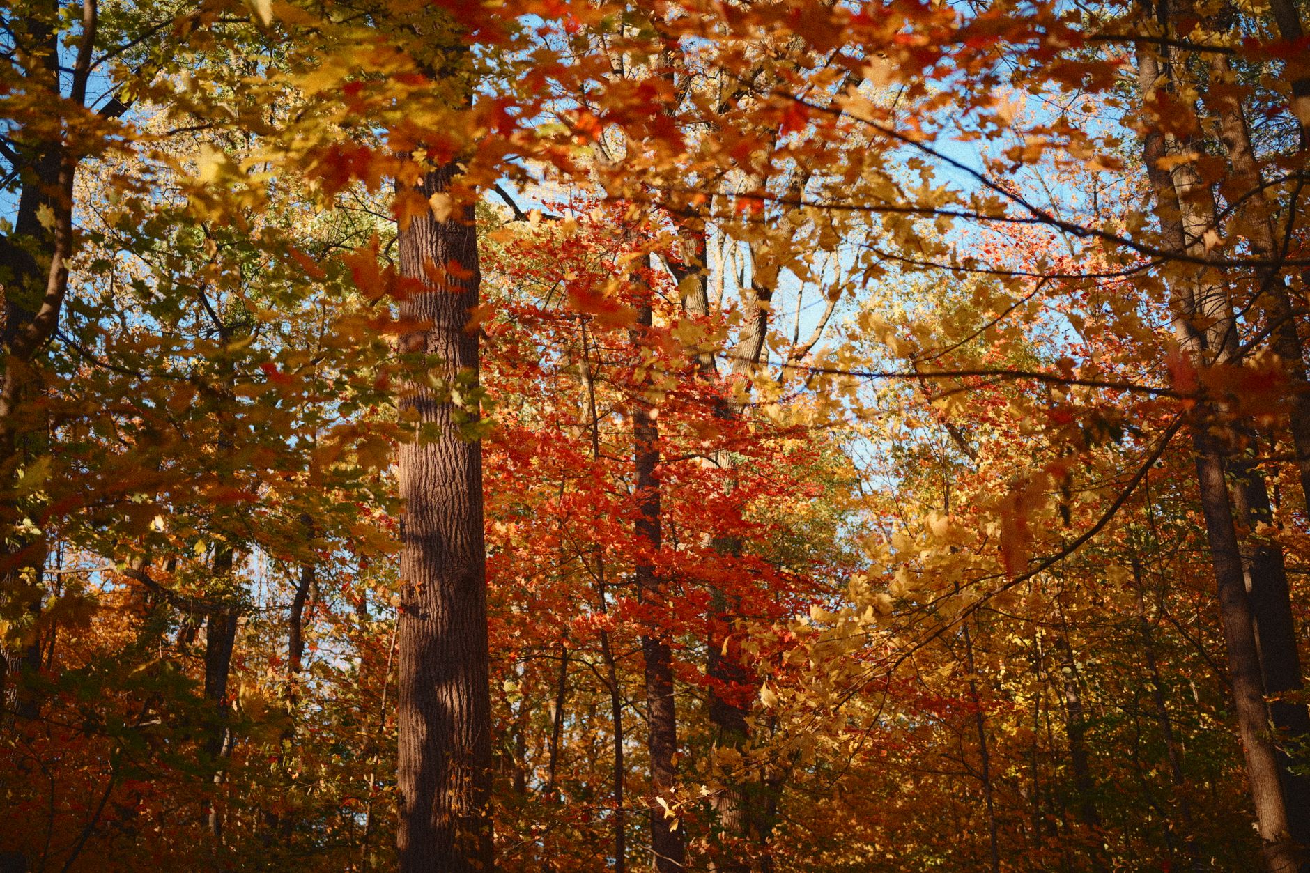 Autumn trees over a Markham park, the Unionville-area setting around the tennis club's courts