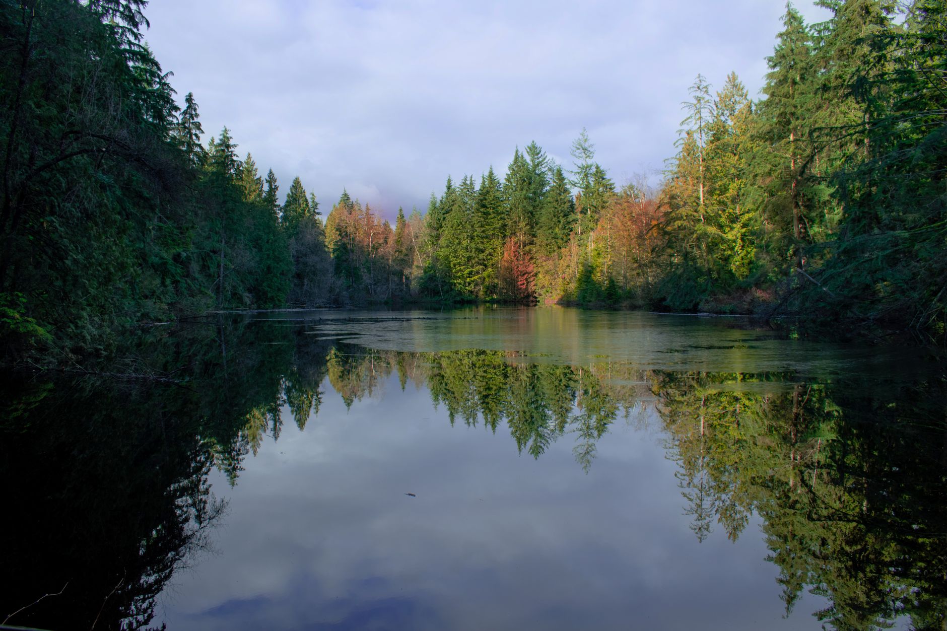 Green parkland and evergreen trees in Coquitlam, British Columbia