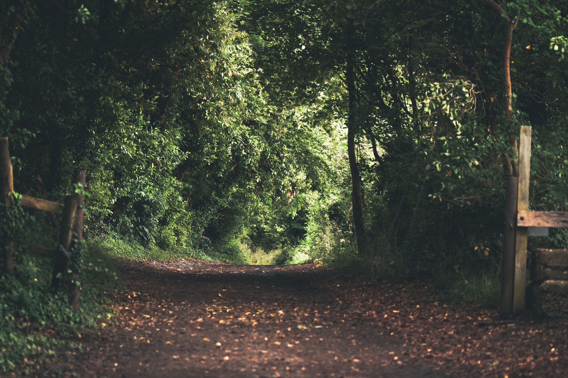 Outdoor courts in a wooded setting, representative of John Hatch Tennis Centre in London