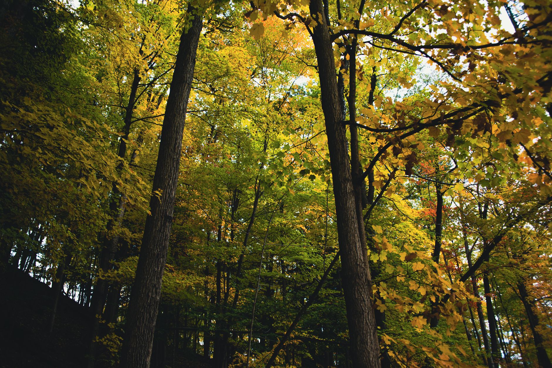 Dense woodland and mature trees in Forest Park, Queens