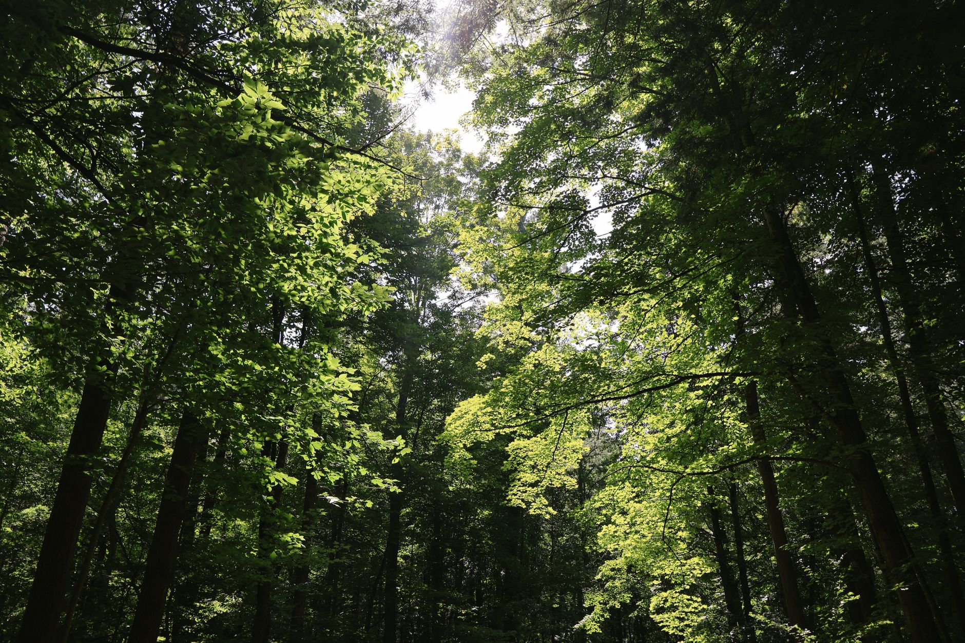 Wooded slopes of Inwood Hill Park at the northern tip of Manhattan
