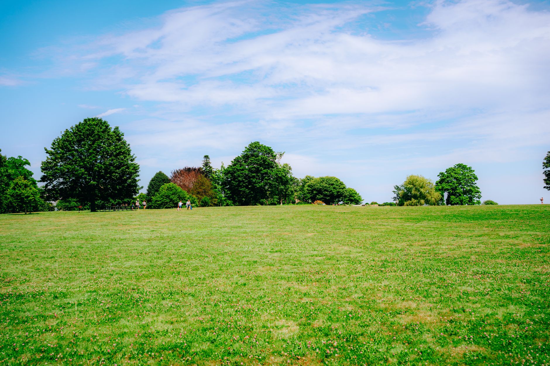 Open meadow and treeline in Prospect Park, Brooklyn