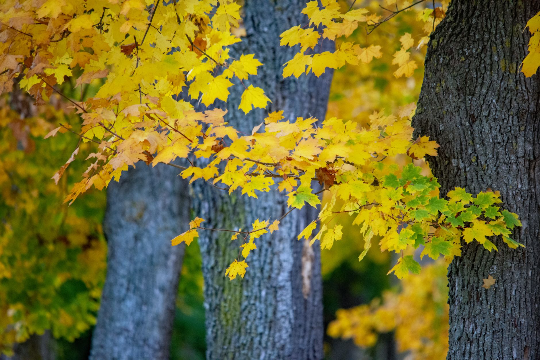 Autumn foliage around clay and hard tennis courts, evoking the leafy Rockcliffe Park setting near Ottawa